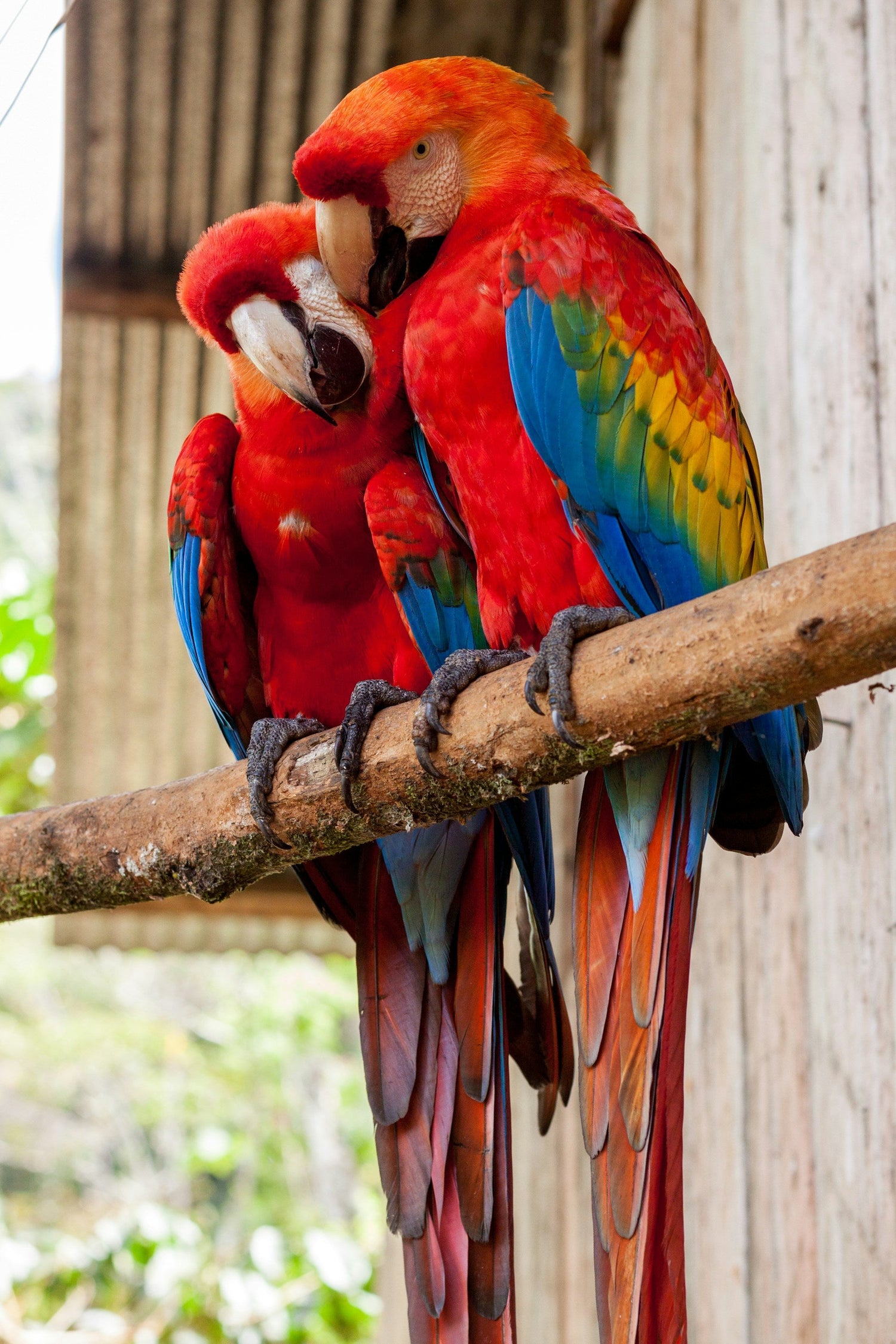 Bird & Wildlife Supplies