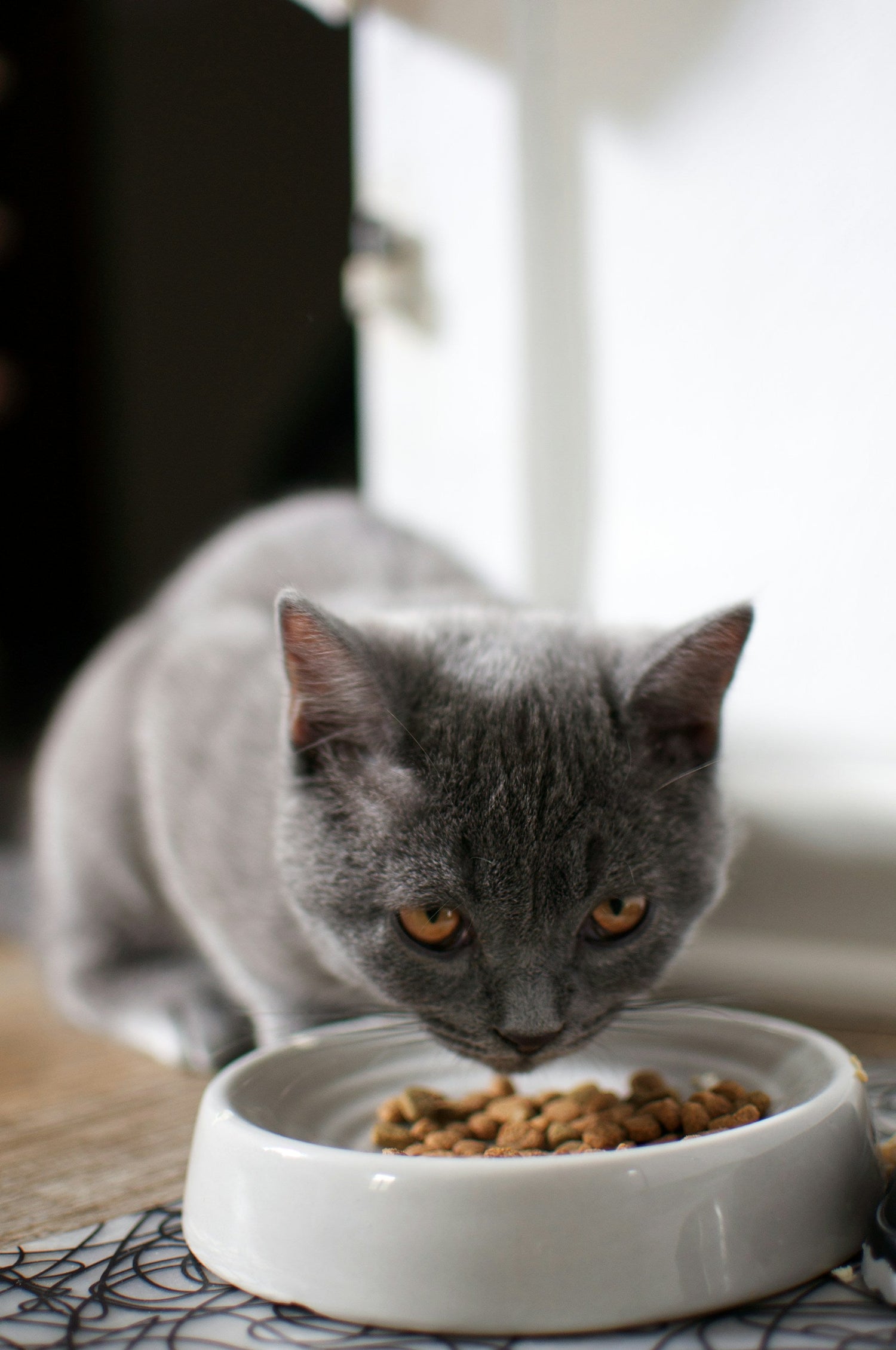Feeding & Water Systems