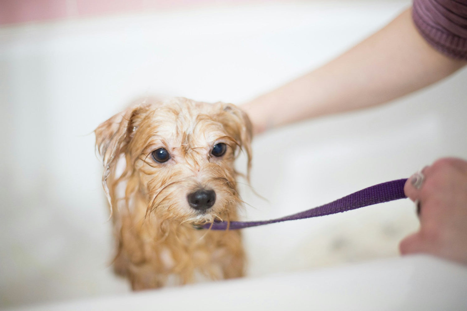 Grooming & Coat Care