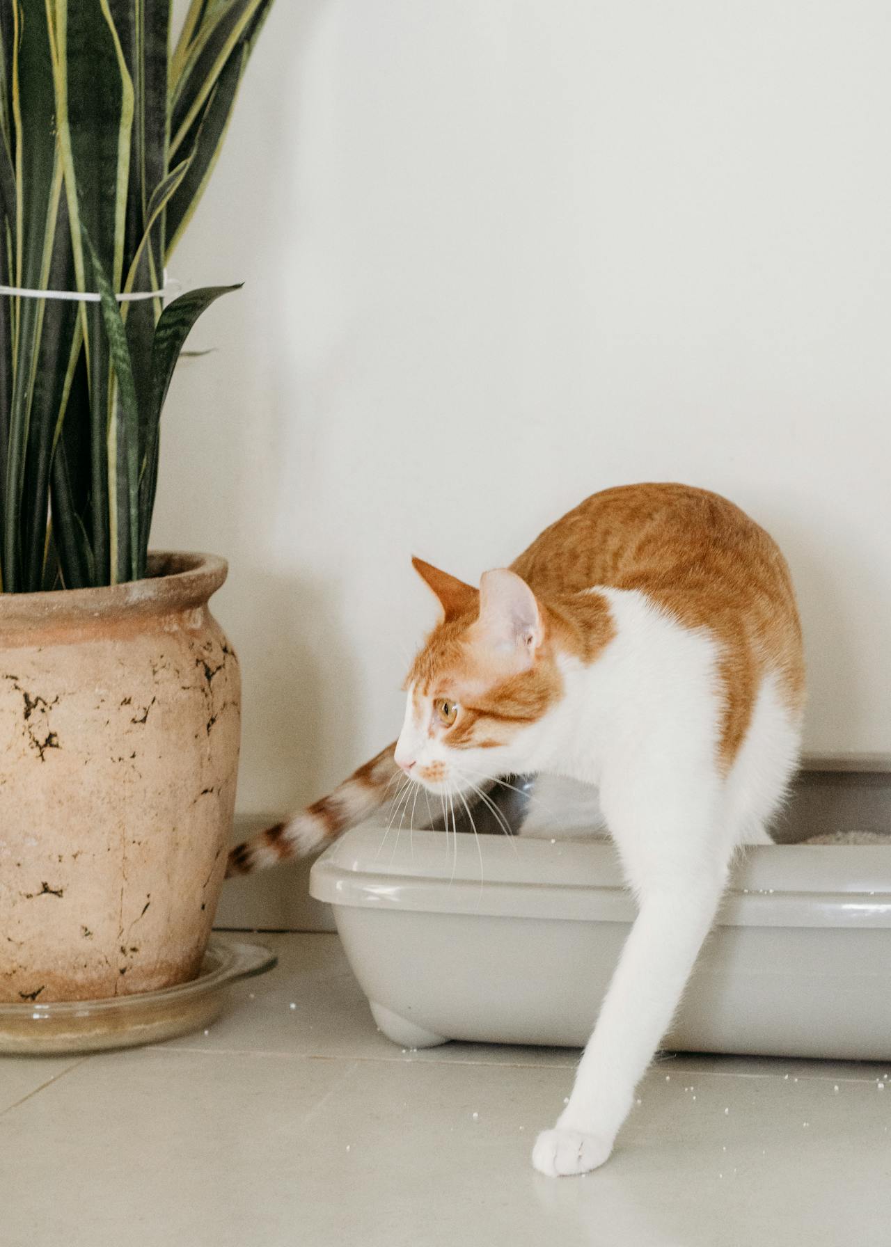 Automatic Litter Systems