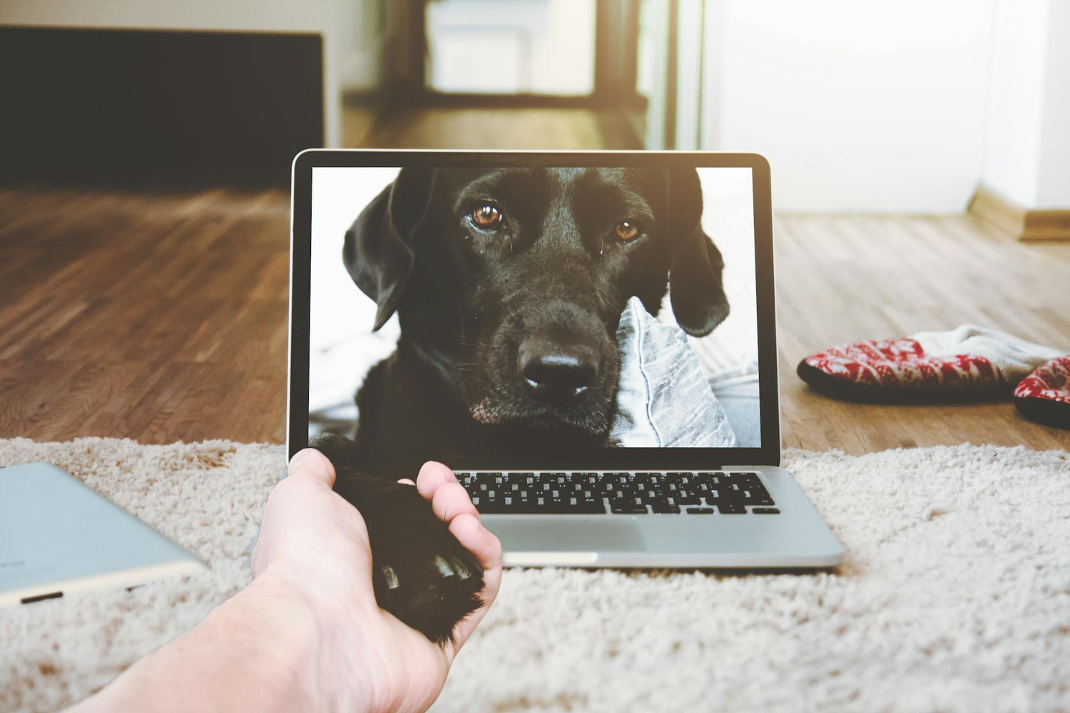 Pet Cameras & Monitoring