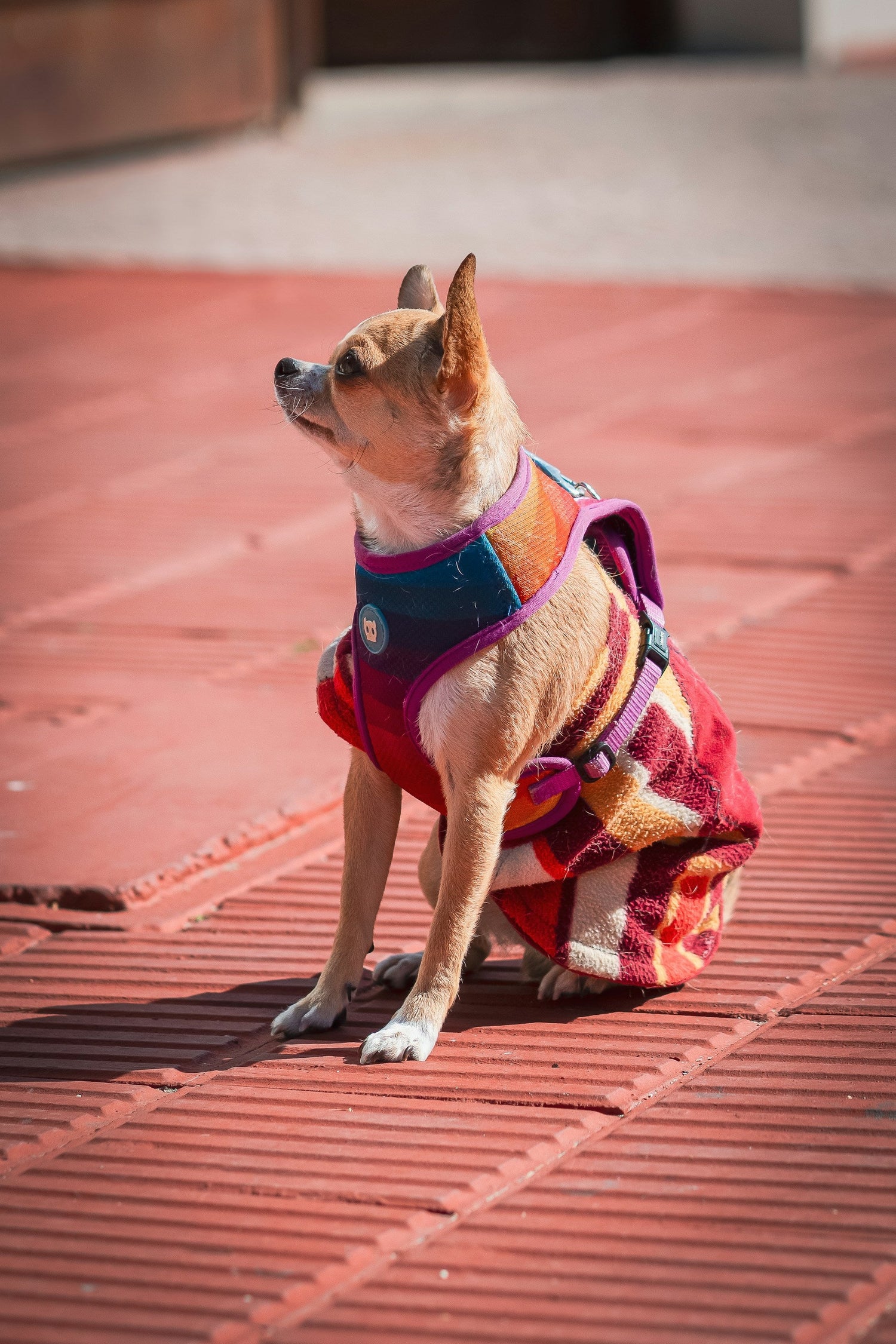 Pet Clothing & Apparel