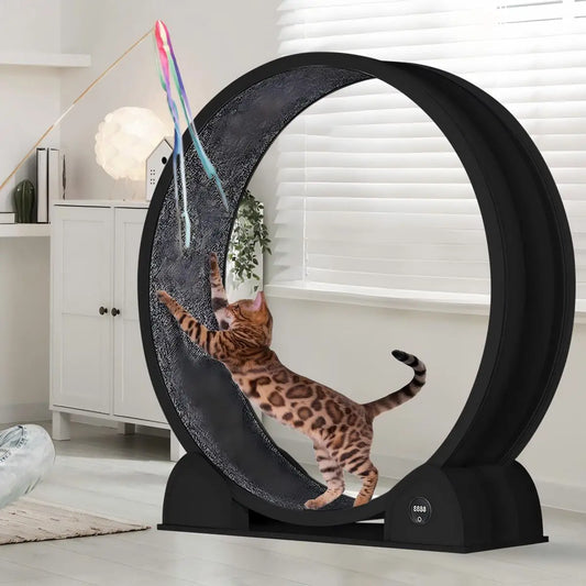 HiMISS Cat Exercise Wheel With Pedometer For Fitness And Weight Loss
