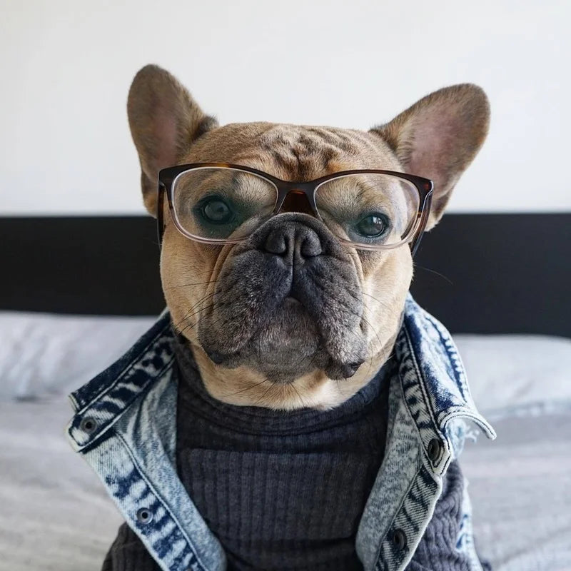 YOUDUDUCN Denim Dog Jacket Jeans Coat For All Dogs