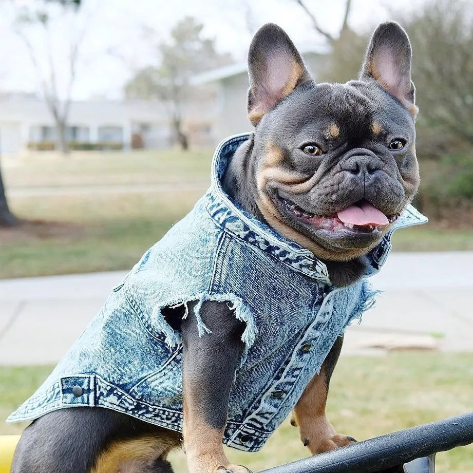 YOUDUDUCN Denim Dog Jacket Jeans Coat For All Dogs