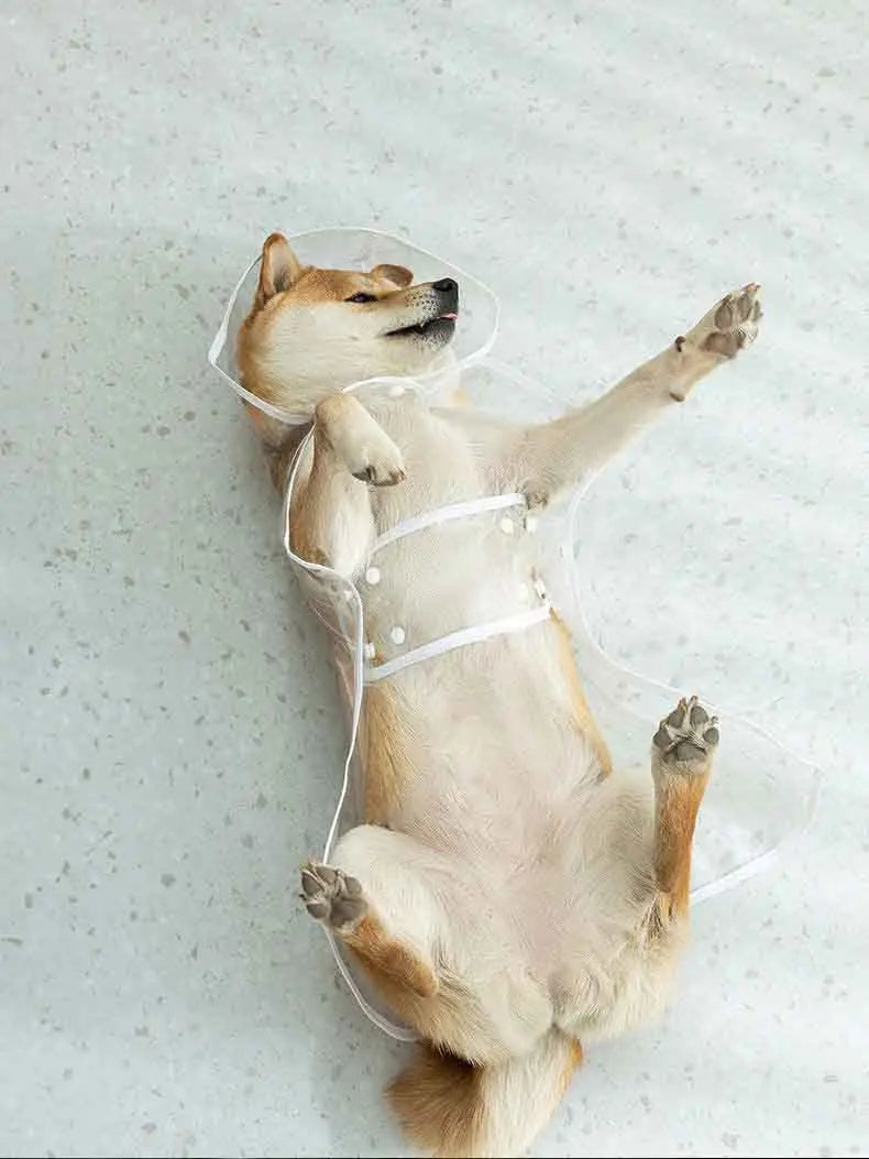 Dogs going out, transparent waterproof raincoat with hat pet raincoat