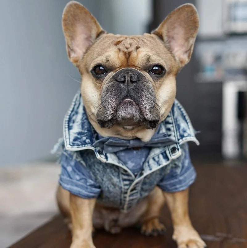 YOUDUDUCN Denim Dog Jacket Jeans Coat For All Dogs