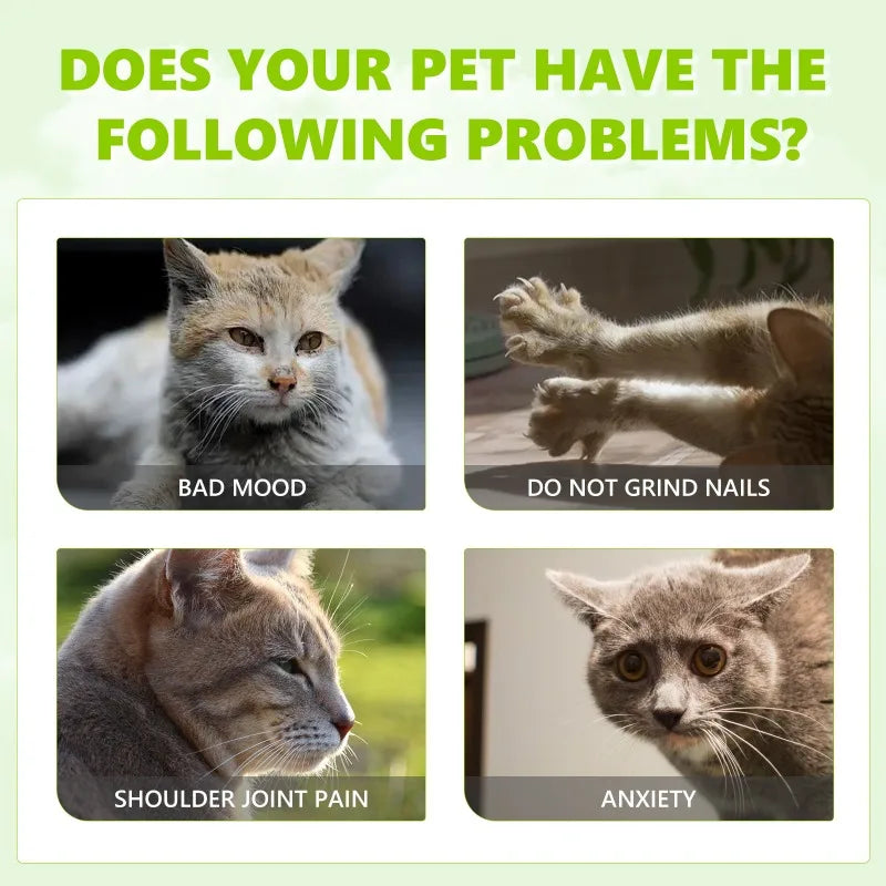 Catnip Spray For Cats Anxiety Relief And Vitality Daily
